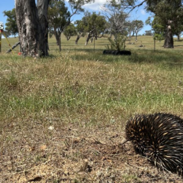 Image of echidna in open field with surveying equipment