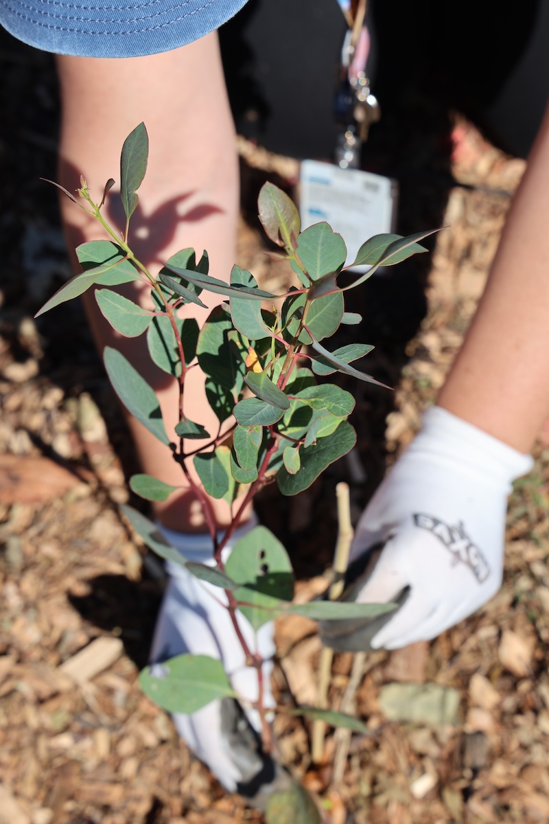 Photo of small tree being planted in Tamworth as part of a 'Tiny Forest' initiative