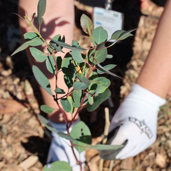 Photo of small tree being planted in Tamworth as part of a 'Tiny Forest' initiative. winangay Tiny Forest Takes Root in Tamworth