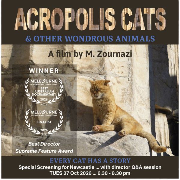 Picture of orange cat sitting on a rock, promoting M.Zournazi's film