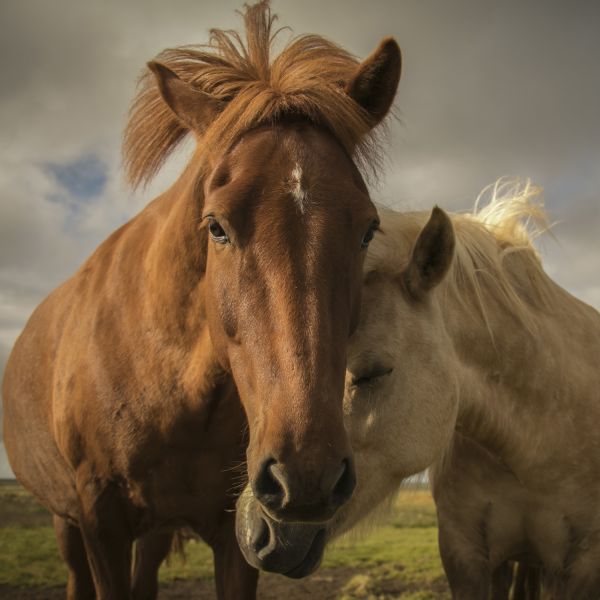 horses. Horse riding and rhythm-and-music helping stroke recovery