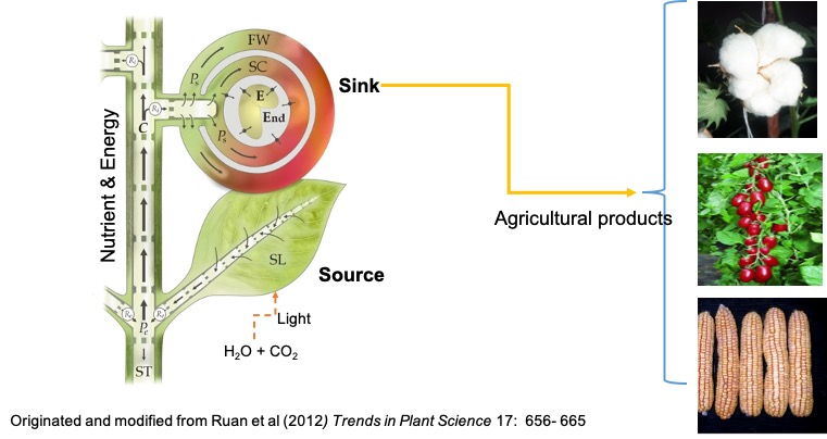 Sink and Source illustration