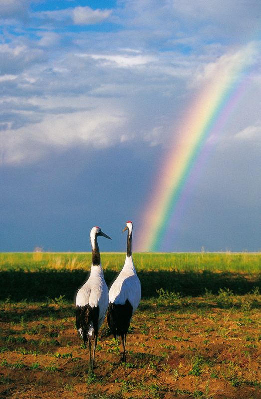 Dream and Cloud stood together to appreciate the rainbow.