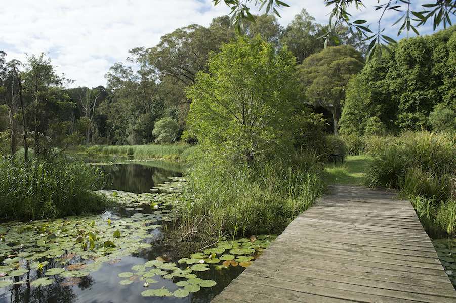 Hunter wetlands