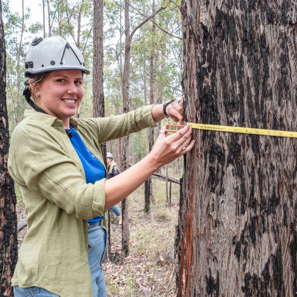 student measuring tree. Students band together to architect a future for koalas