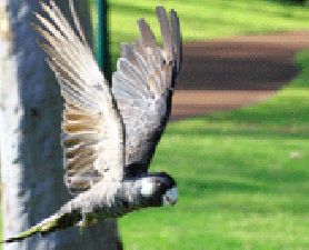 Black Cockatoo in flight. Cockatoo Conservation