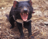 Tasmanian Devil yawning