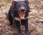 Tasmanian Devil yawning. Extinction Prevention.