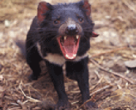 Tasmanian Devil yawning. Extinction Prevention