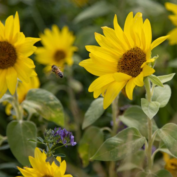 . Explore how Delprat Garden sprouts new life on contaminated land 