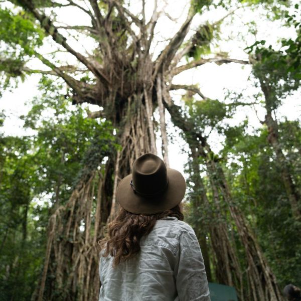 Student looking up at tree