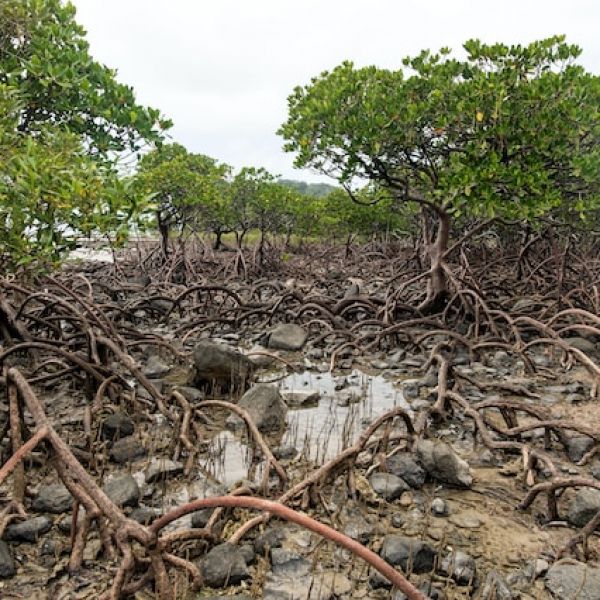 15.2.3 Samoan MOU. University Of Newcastle Associates with the Village of Moata to save the Mangroves 