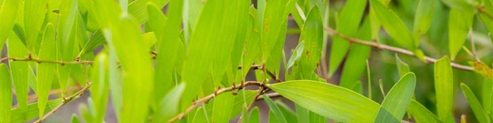 Australian Health Promoting Universities Network