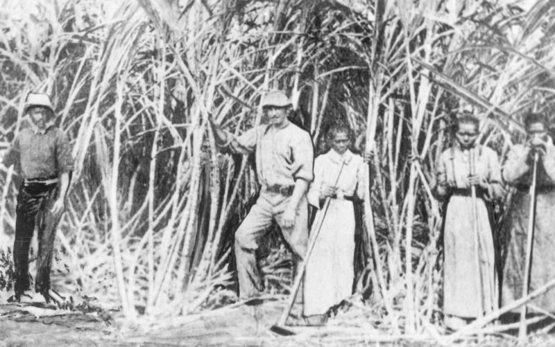 Two men and three women posed in a black and white photograph in a sugar cane field in Queensland