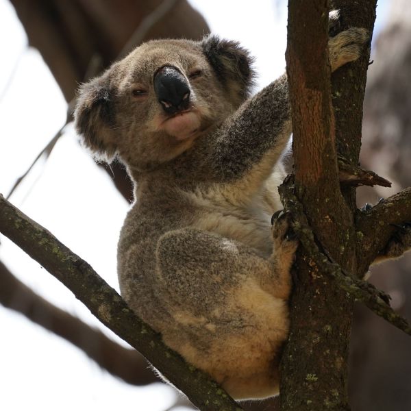 close up shot of a koala pictured at Sugarloaf in the treetops