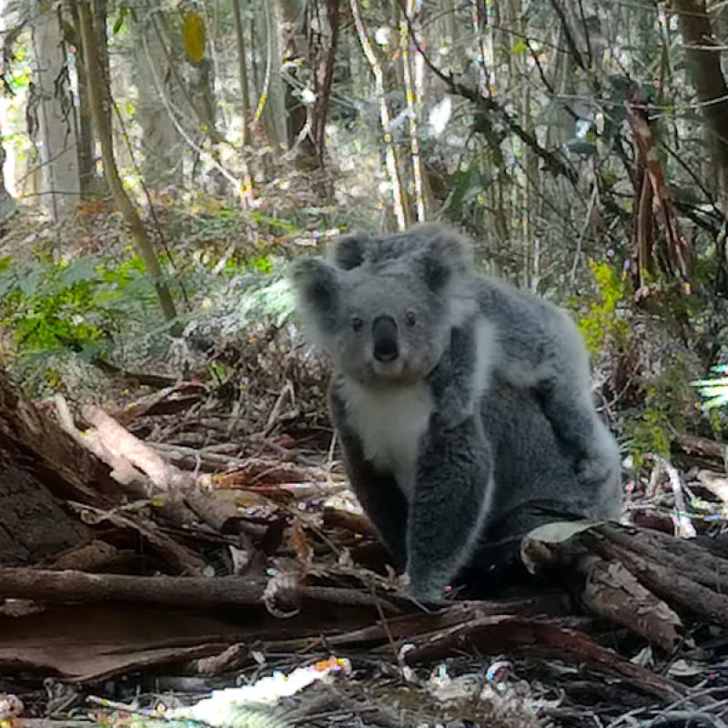 koala with a joey on its back looking to camera