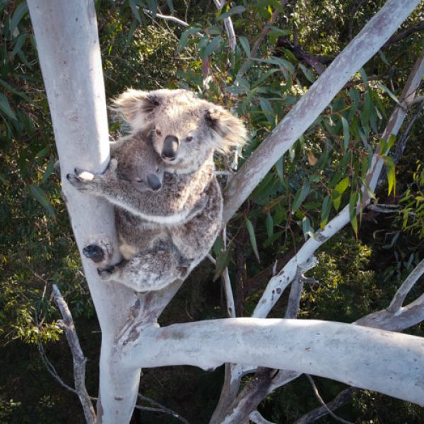 The secret lives of Sugarloaf koalas