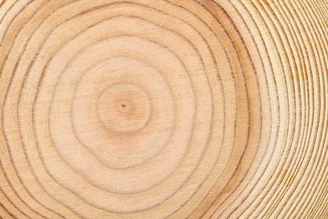 Close-up image of a tree trunk cross-section showing concentric growth rings radiating from the centre. The natural wood grain and varying shades of light brown highlight the pattern of annual growth rings across the surface.