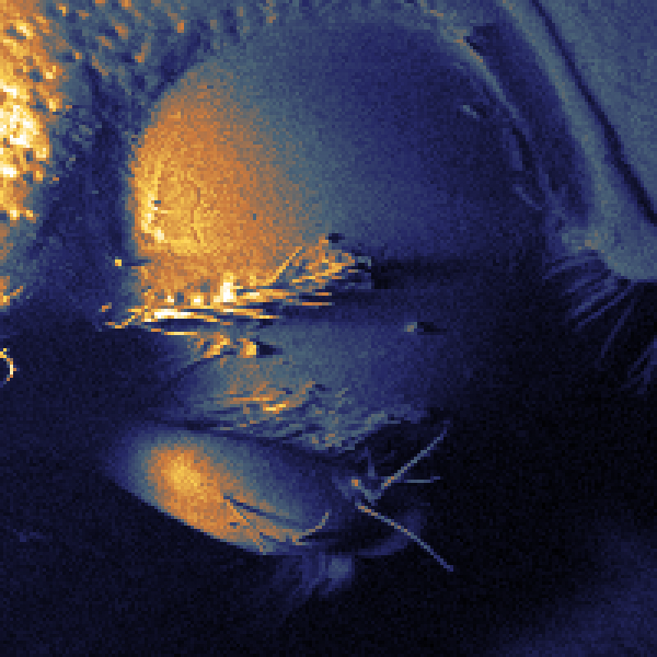 Christmas Beetle Eye as seen through the SHeM. Can you damage something just by looking at it?