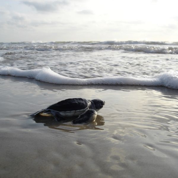 Hatched turtle. What’s blue and in trouble? World Oceans Day 2020