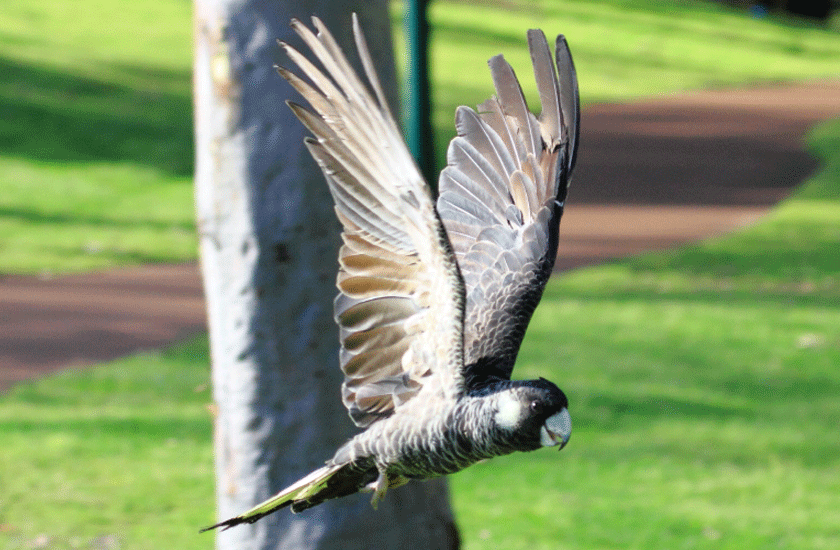 Black Cockatoo in flight