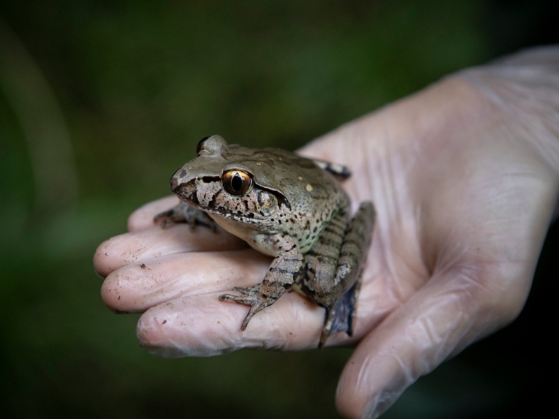 The Giant Barred Frog (pictured) is one of 40 frog species native to the Hunter region. 