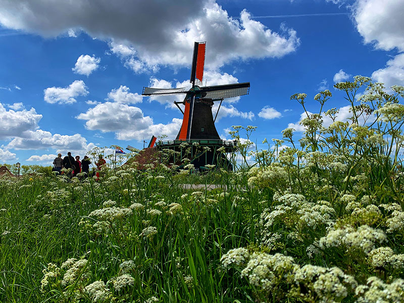 Field of flowers and a windmill