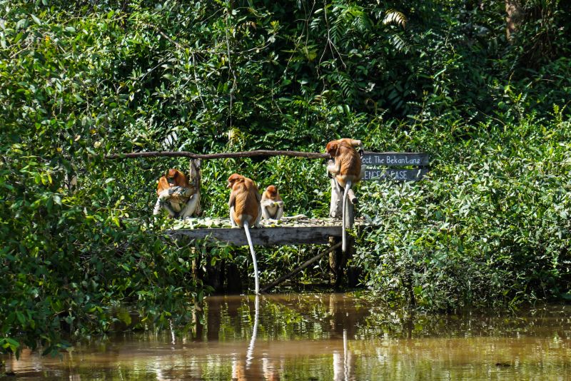 Borneo-Monkeys resting 