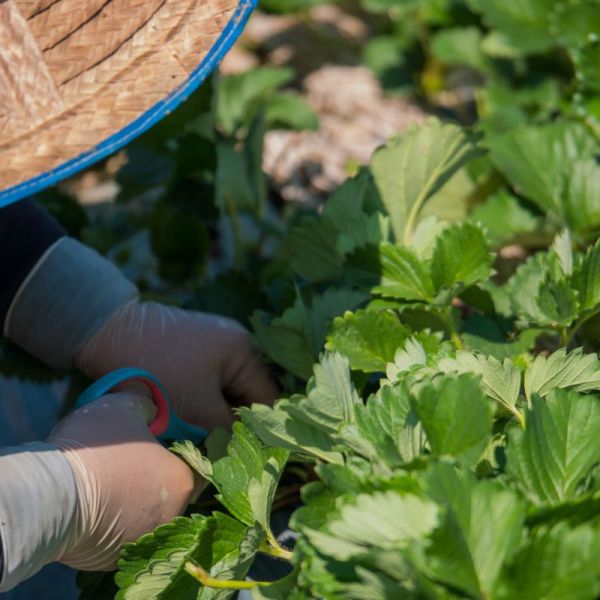 Migrant Farm Worker - small Migrant Farm Worker