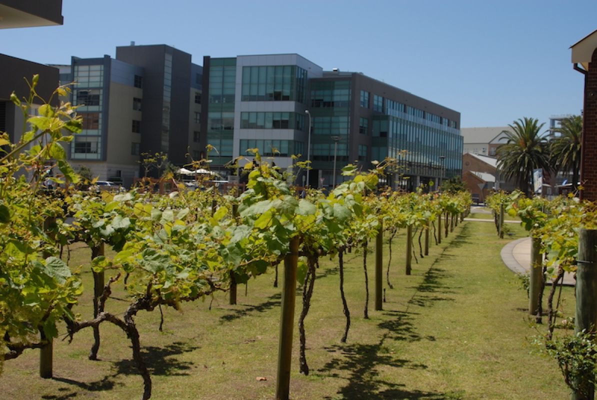 Honeysuckle Precinct