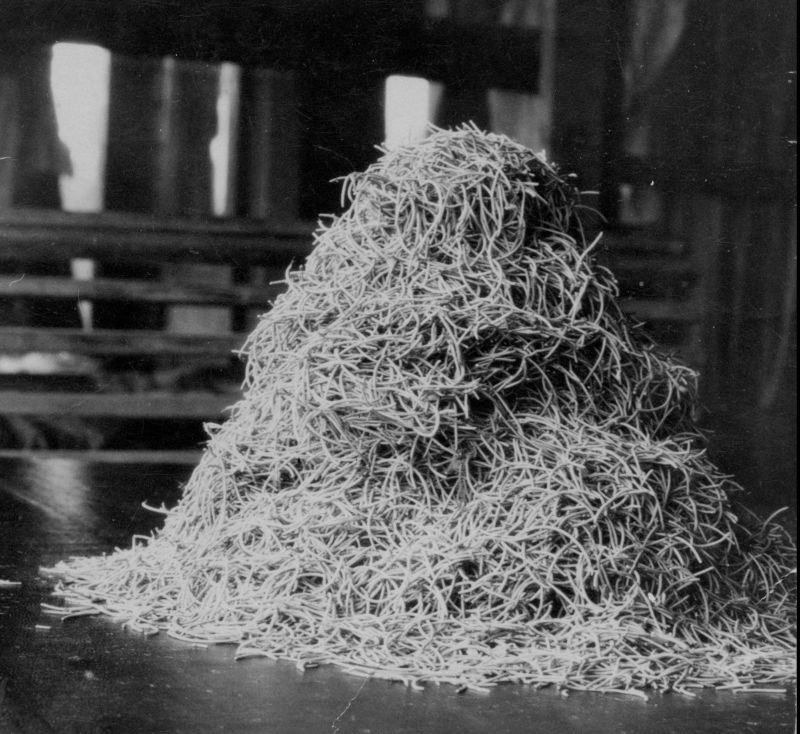 Black and white image of a pile of Cactoblastis cactorum eggs, in Chinchilla, Queensland, 1928.