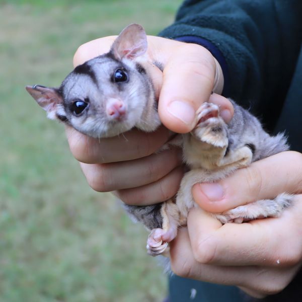 A close up shot of a small brown Squirrel Glider, the size of a human hand, wrapped in a blanket. Partnering to prevent local extinction of threatened marsupial