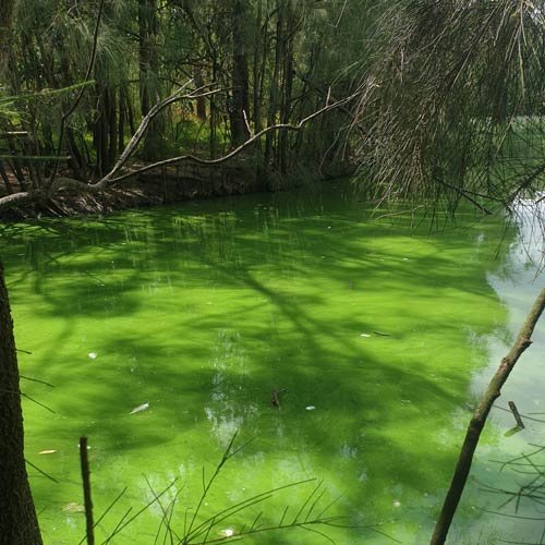 Mitigating the risk of freshwater cyanobacterial blooms