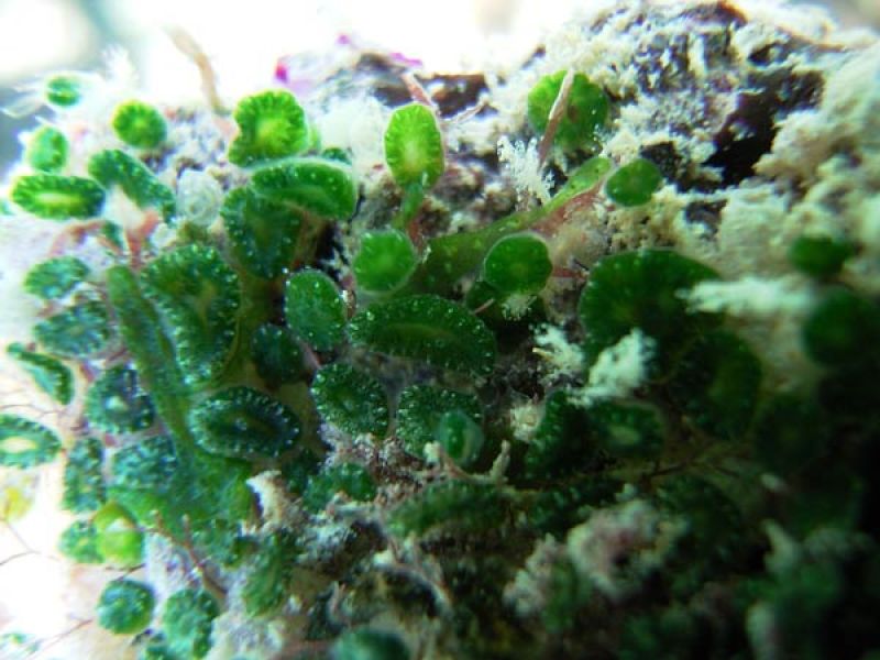 Symbiotic cyanobacteria (in ascidians)