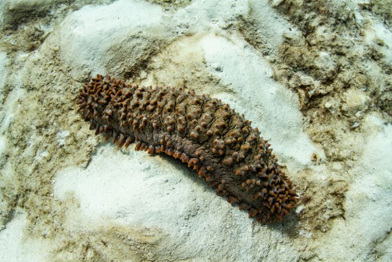 A sea cucumber on sandy ocean floor.