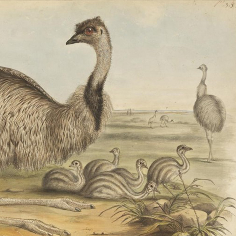 How Australian ornithological  enthusiasts contributed to  environmental learning