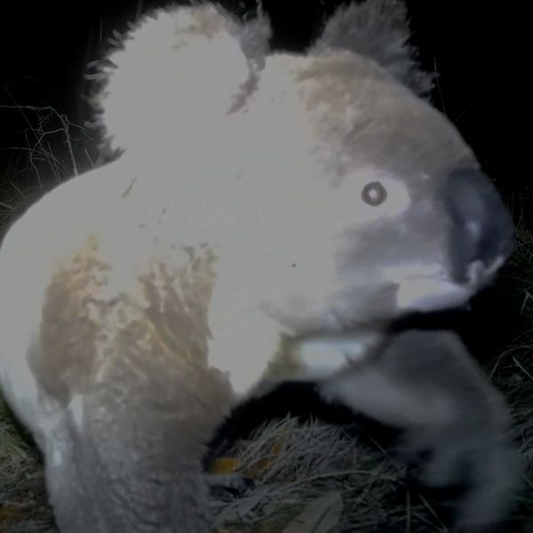 close up shot of a koala at night, looking towards the trail camera
