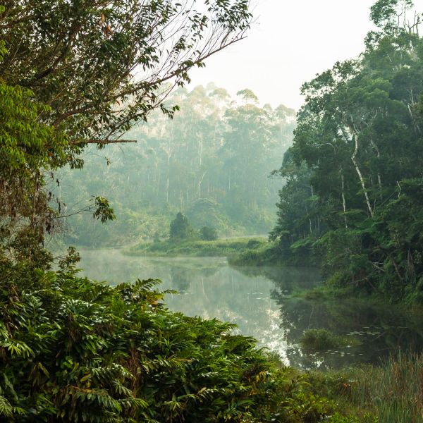 a lush green forest landscape