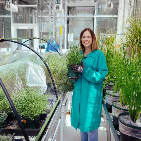 New study reveals genetic secrets to grow food crops on salty land