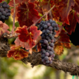 Wine Studies Research Network