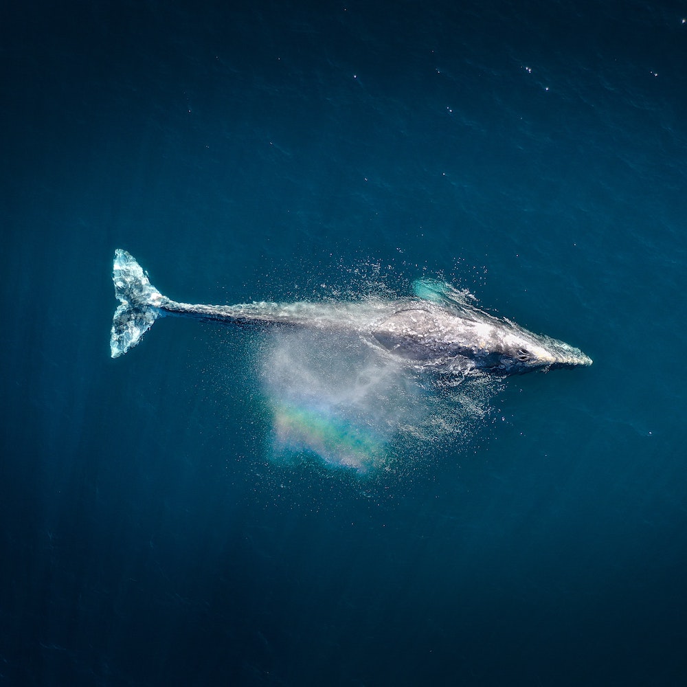 Aerial photo of a whale 