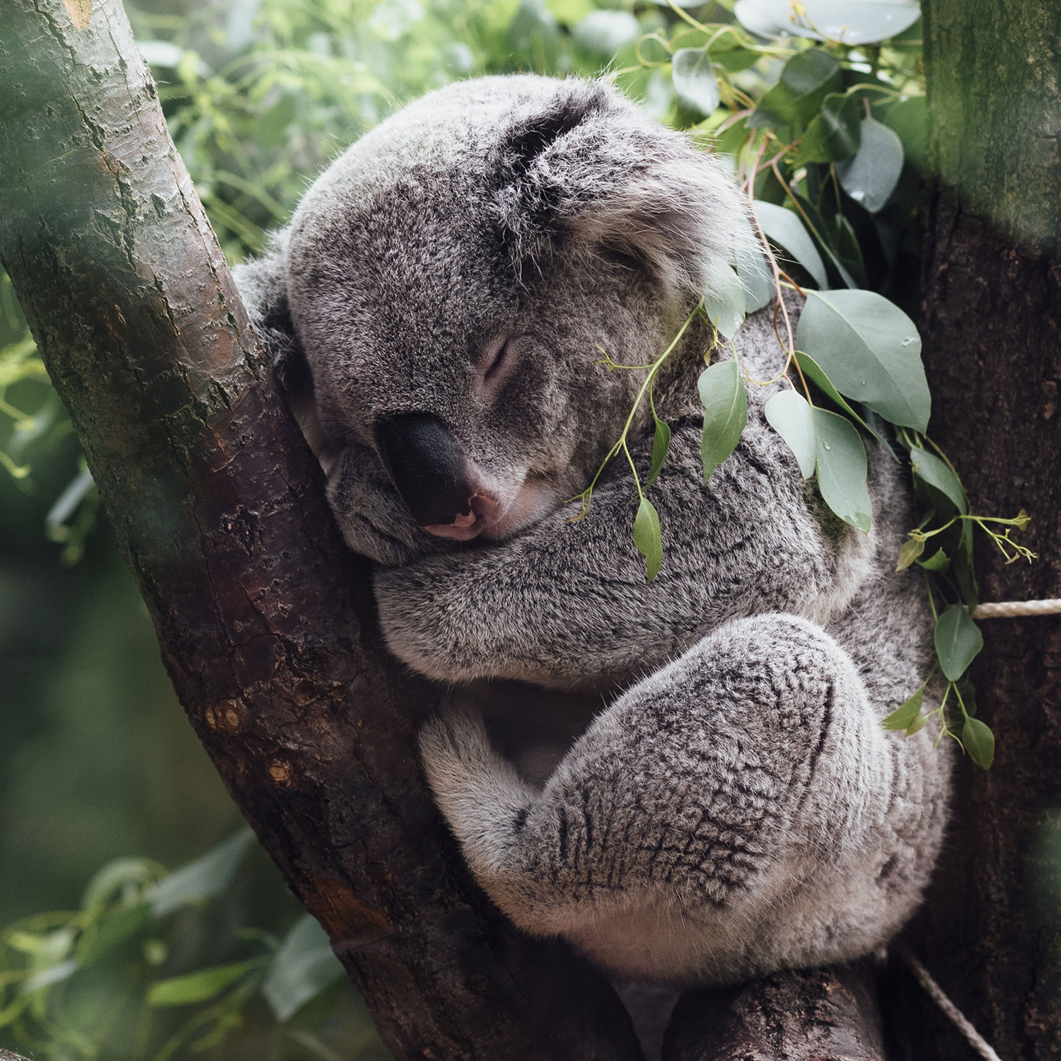 koala sleeping in eucalyptus tree 