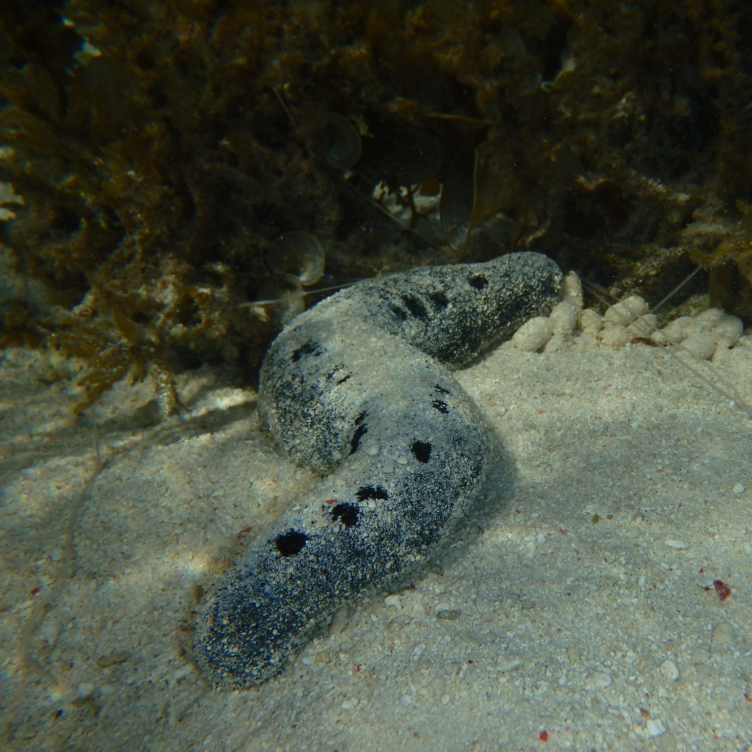 Drones reveal importance of sea cucumber poop in protecting coral reefs