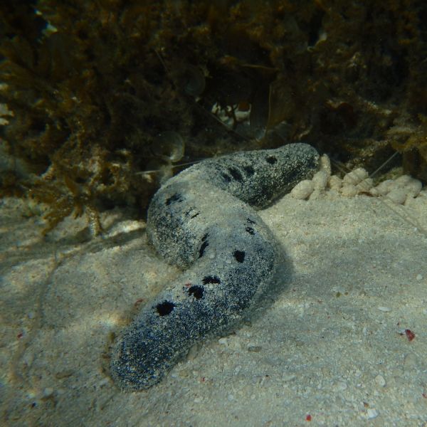 . Drones reveal importance of sea cucumber poop in protecting coral reefs