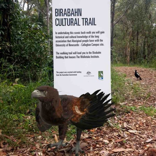 Eagle in front of Birabahn Trail