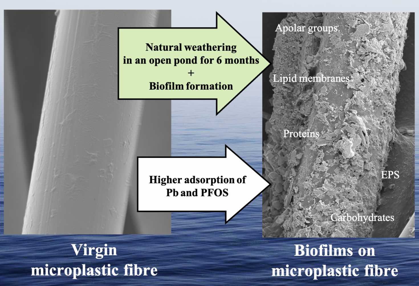 Graphic of effect of biofilms on microplastic fibre degrading after 6 months