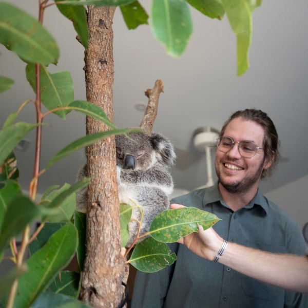 Koala_IVF Dr Ryan Witt with Koala Peter Lemon Tree