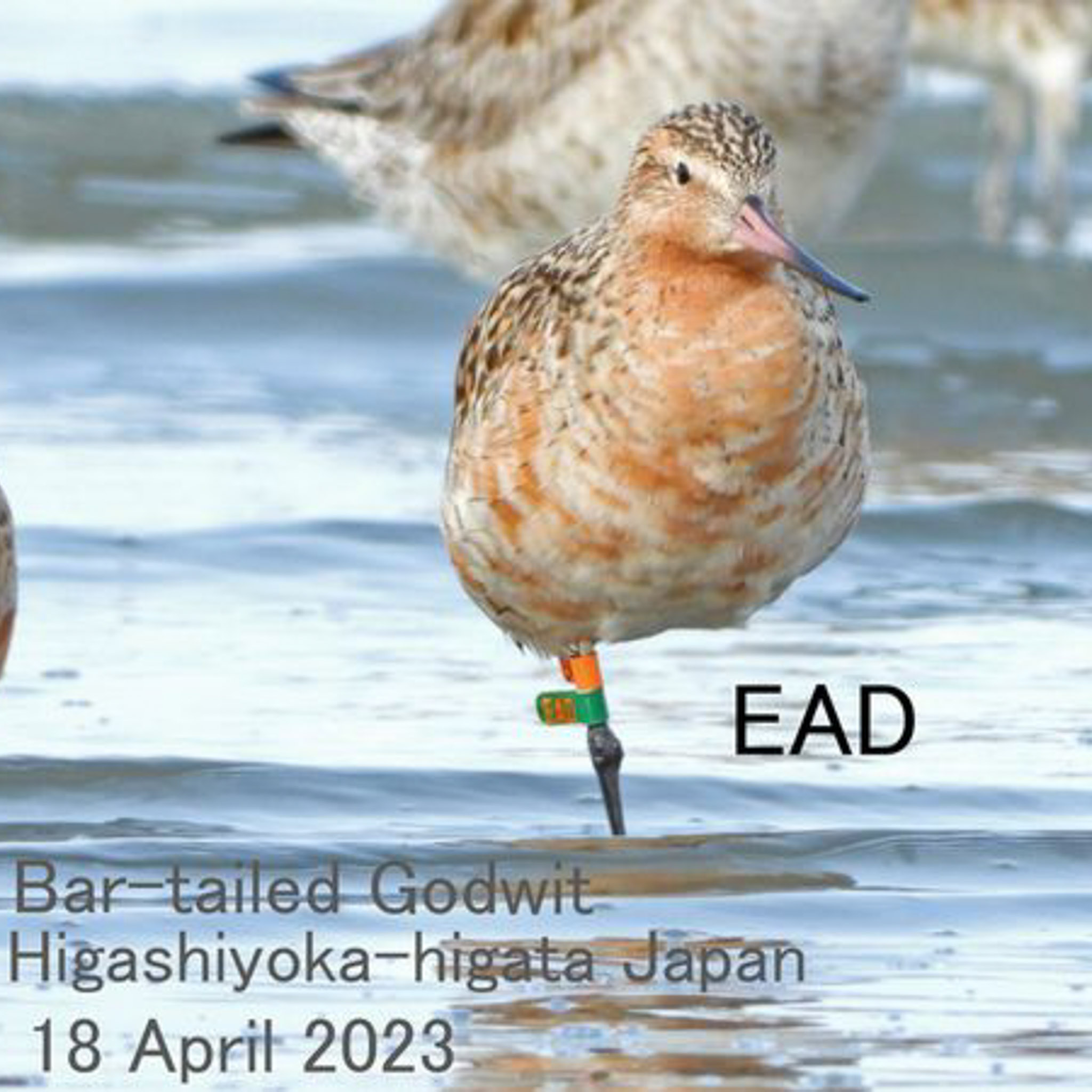 Bar-tailed Godwit bird in Japan with band on its leg^empty:{ds__assetid^as_asset:asset_name}