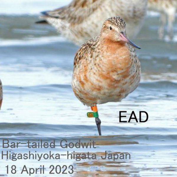 Bar-tailed Godwit bird in Japan with band on its leg