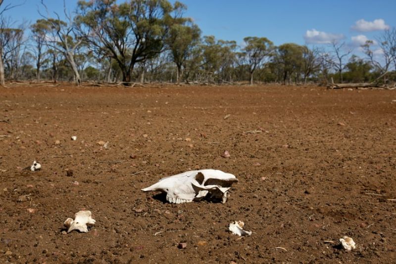 Bones from presumably a cow are scattered on brown, dry land
